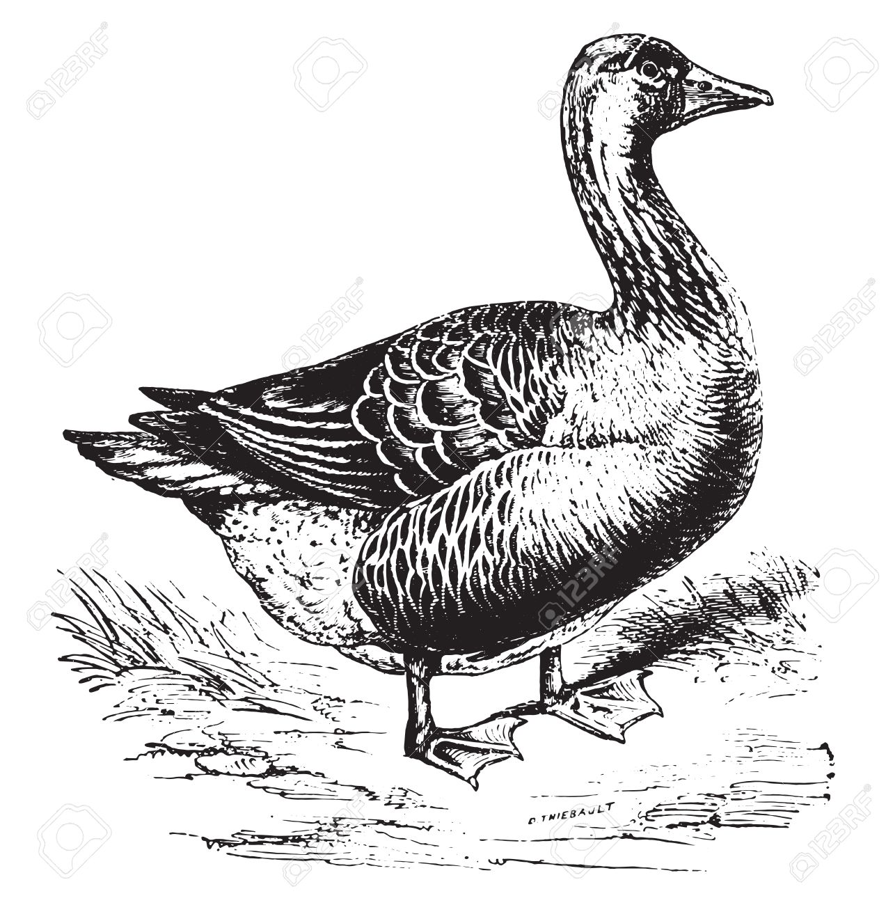 canada goose natural history canada goose natural history