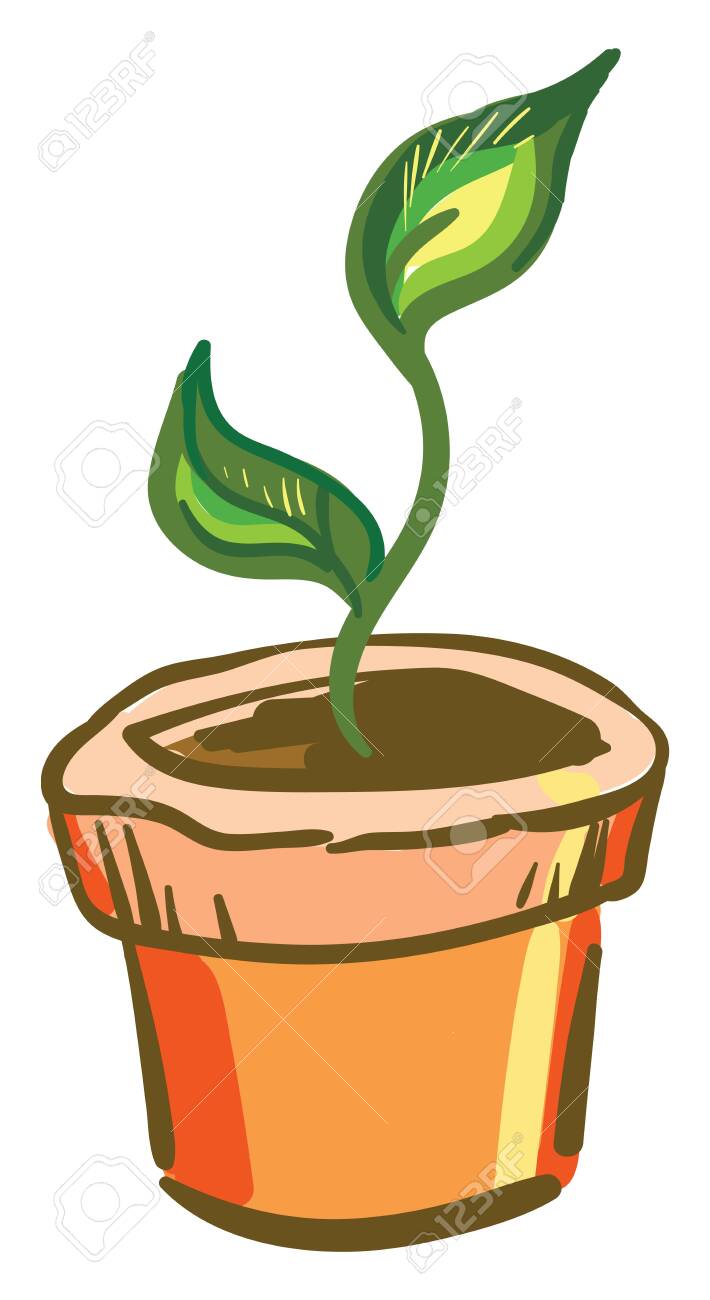 A Small Plant With Two Leaves In A Orange Pot Vector Color Royalty Free Cliparts Vectors And Stock Illustration Image 132781971 Who knew such tastiness came from such a pretty plant? 123rf
