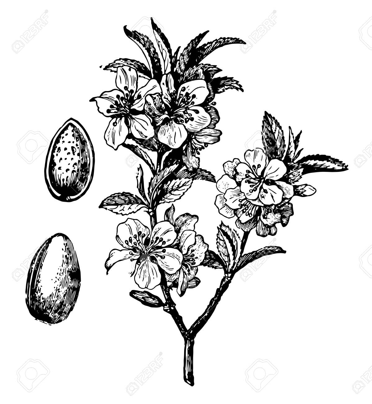 In This Image The Branch Blossom And Fruit Are The Almond Tree Royalty Free Cliparts Vectors And Stock Illustration Image 132803975