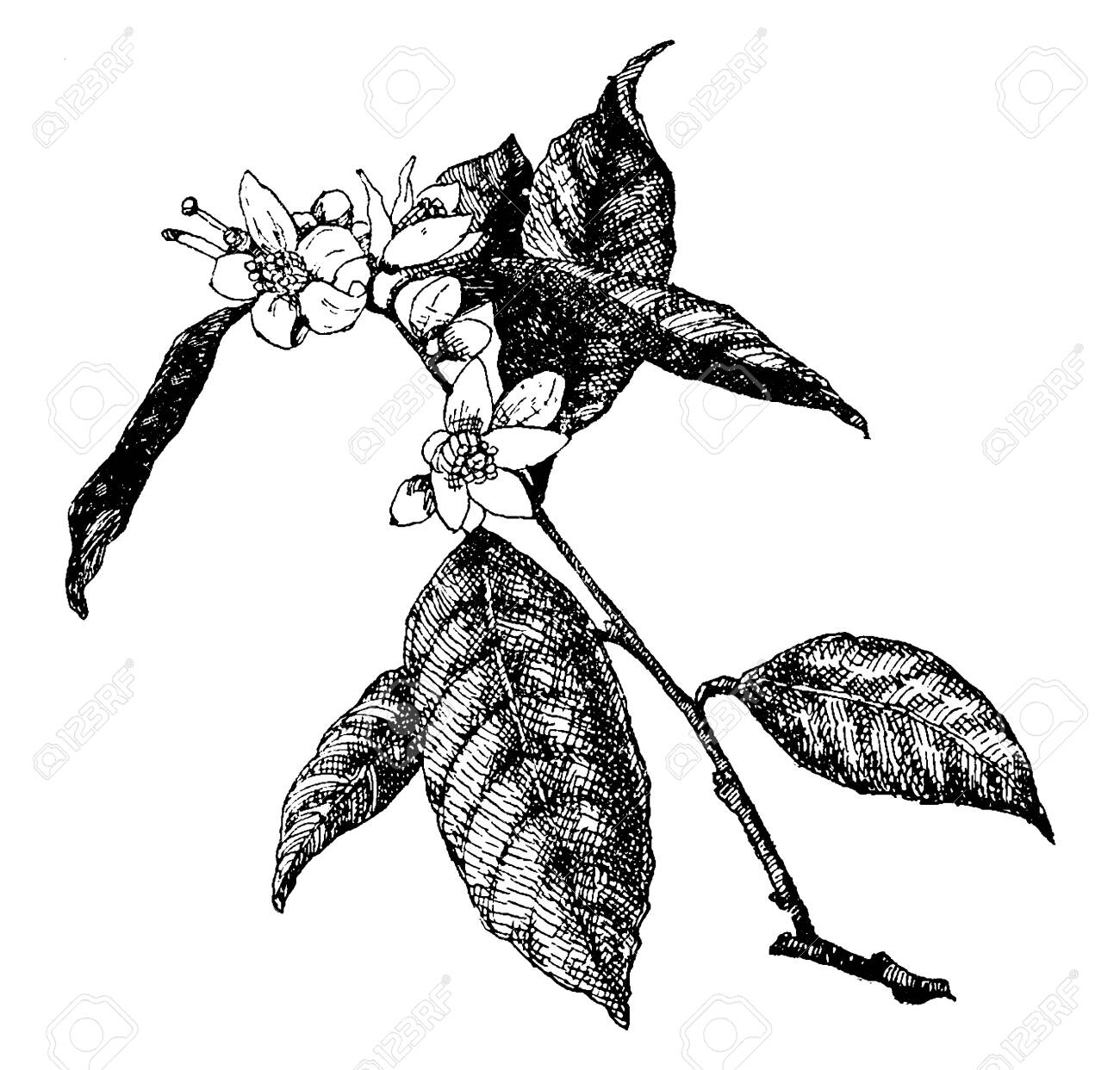 This Picture Is Showing Florida State Flower The Orange Blossom Royalty Free Cliparts Vectors And Stock Illustration Image 133248714