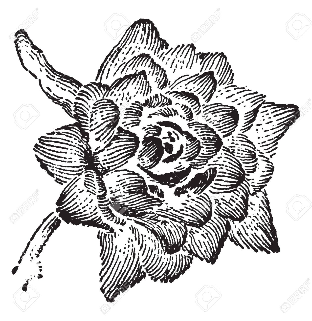 This Is The Double Larkspur Flower Larkspur Is The Common Name Royalty Free Cliparts Vectors And Stock Illustration Image 132827470 Plants and flowers clipart black and white. this is the double larkspur flower larkspur is the common name royalty free cliparts vectors and stock illustration image 132827470