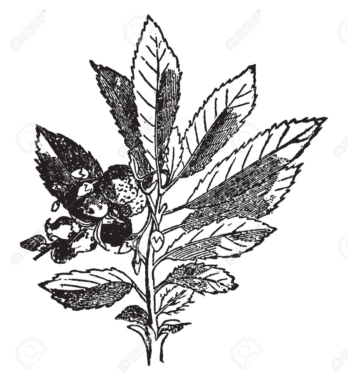 This Picture Is Of A Generic American Wildflower Known As Mayflower Royalty Free Cliparts Vectors And Stock Illustration Image 133361516