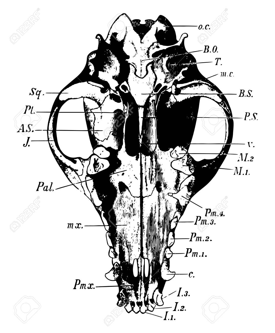Lower Surface Of Dog S Skull Is Occipital Condyle Vintage Line Royalty Free Cliparts Vectors And Stock Illustration Image 132976731