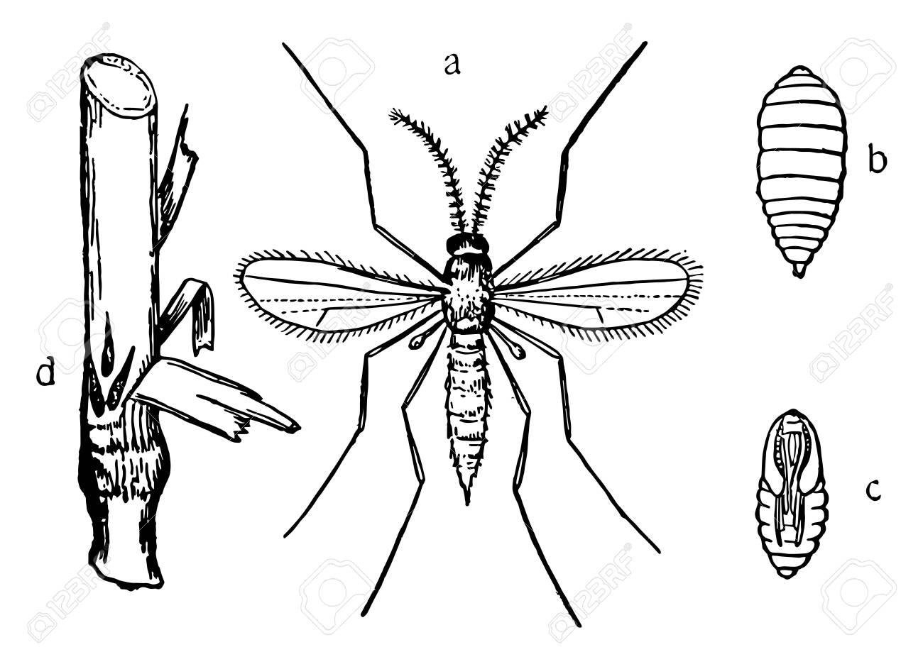 Hessian Fly Stages Has Been Minimal In Pennsylvania Vintage Royalty Free Cliparts Vectors And Stock Illustration Image 132980344