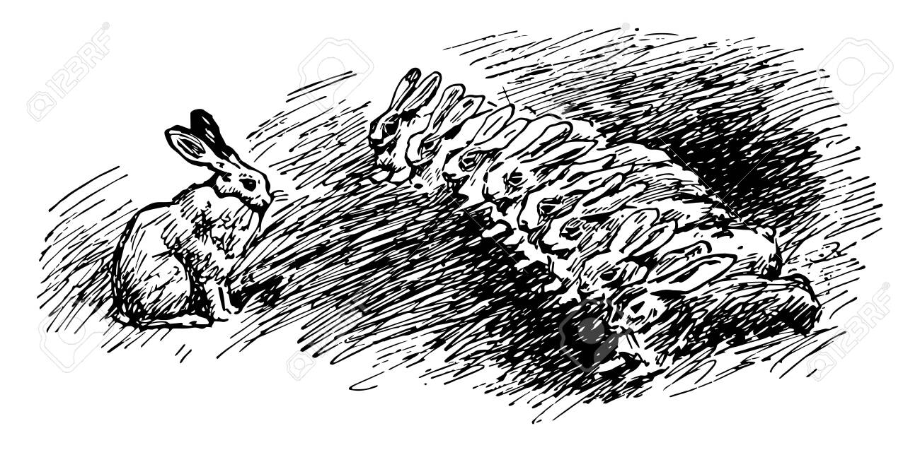 what is female rabbit called