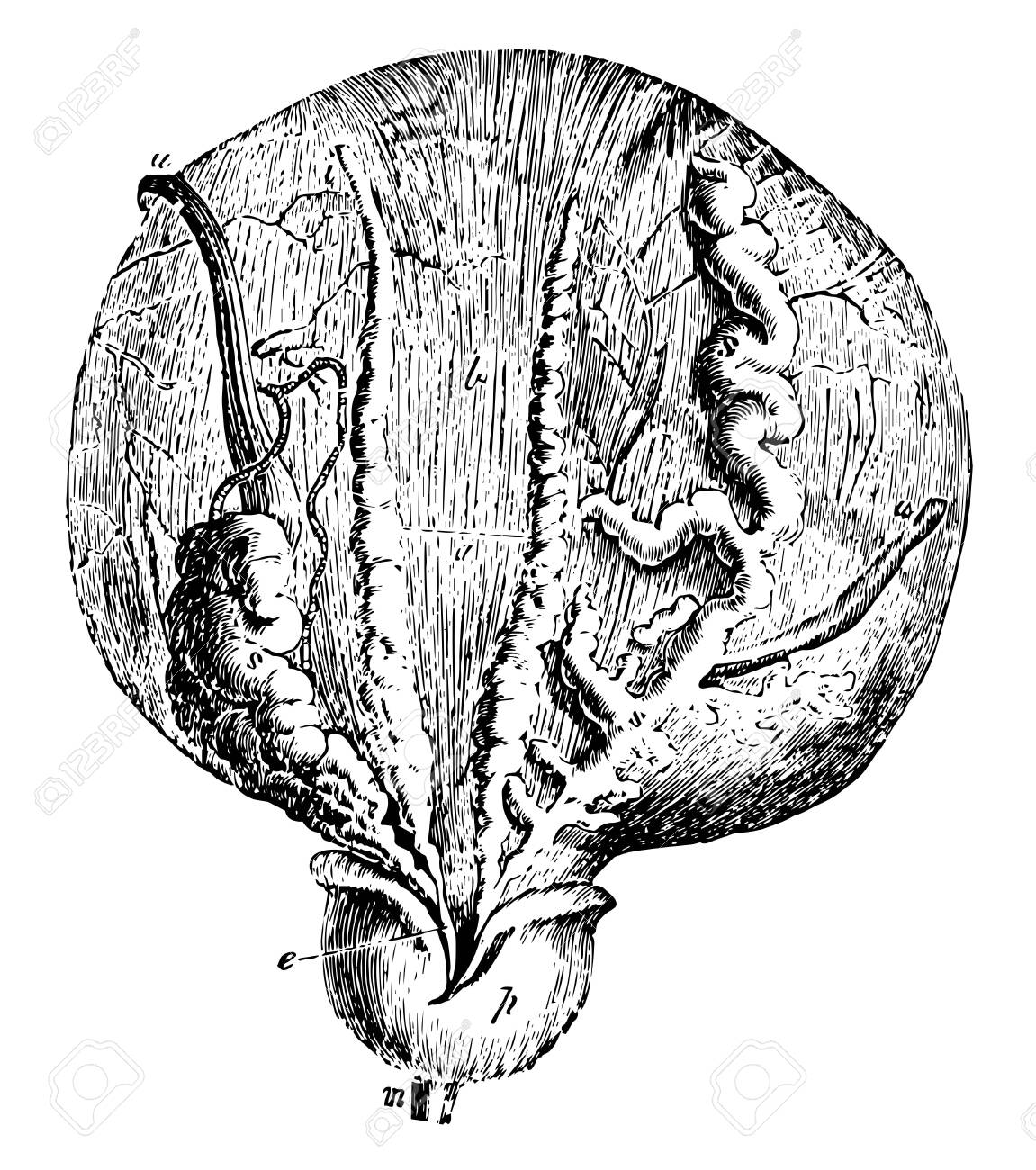 This illustration represents Bladder and Prostate Gland, vintage line drawing or engraving illustration. - 133022799 This illustration represents Bladder and Prostate Gland, vintage line drawing or engraving illustration. - 133022799