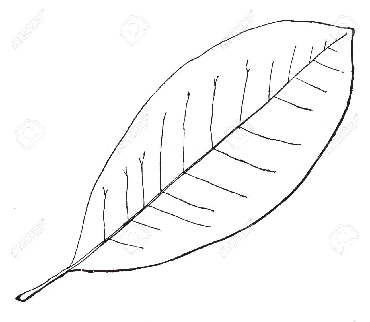 A Picture Showing The Leaf Of Magnolia Tree Which Is A Small Royalty Free Cliparts Vectors And Stock Illustration Image