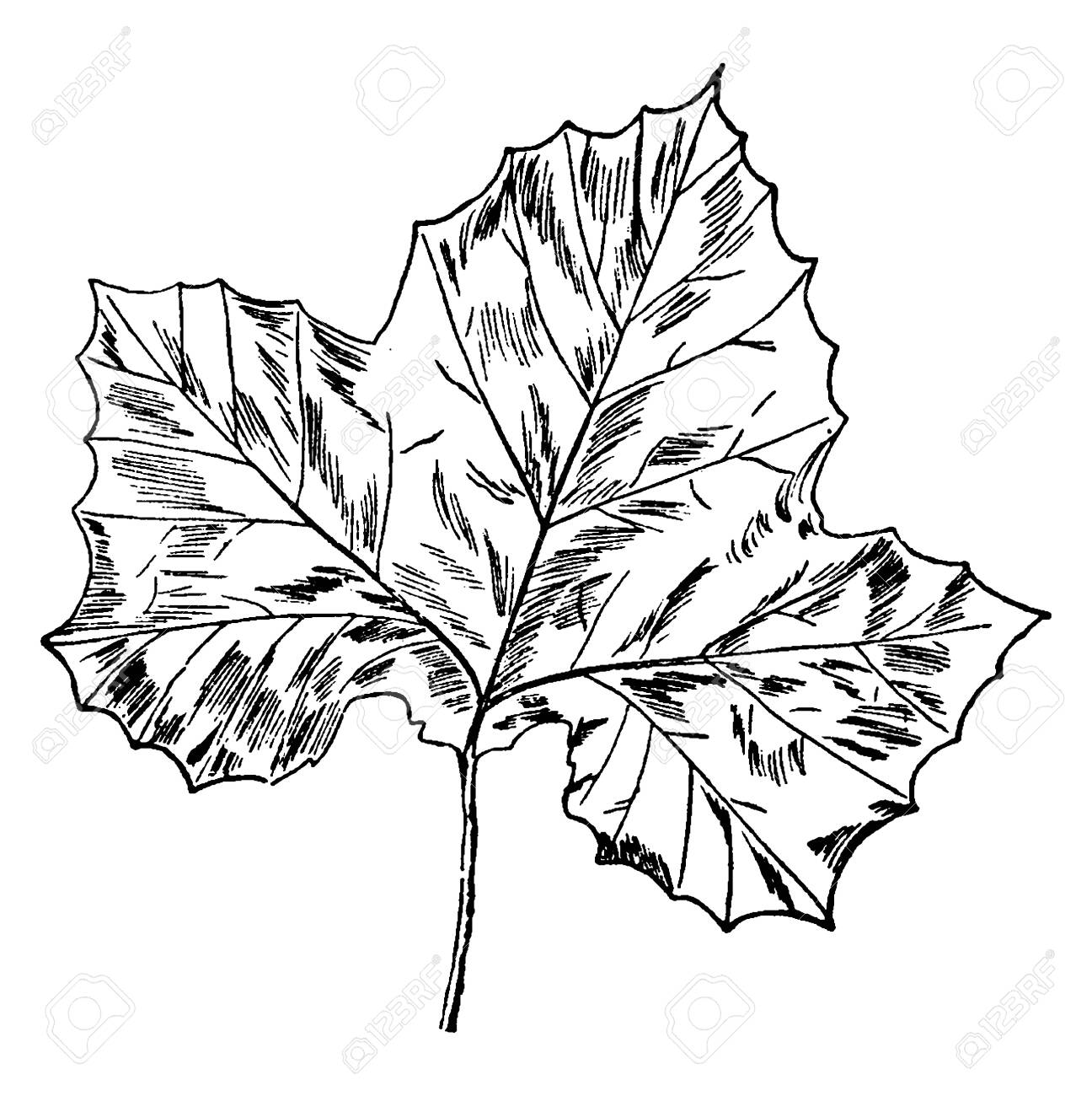 A Picture Showing The Leaf Of Sycamore Tree The Leaves Are Simple Royalty Free Cliparts Vectors And Stock Illustration Image A Picture Showing The Leaf Of Sycamore Tree The Leaves Are Simple Royalty Free Cliparts Vectors And Stock Illustration Image