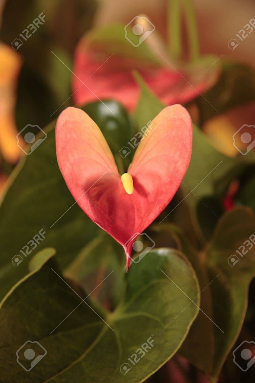 A Dreamy Artistic Image Of A Heart Shaped Lily In A Leafy Background Stock  Photo, Picture and Royalty Free Image. Image 3066214.