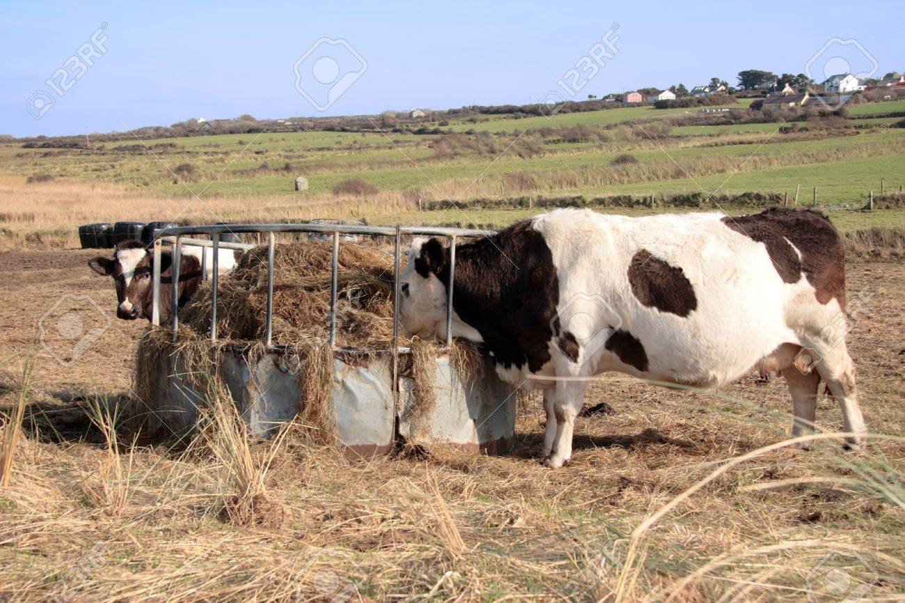 Irish Cattle Feed On The Silage From A Round Feeder In Kerry