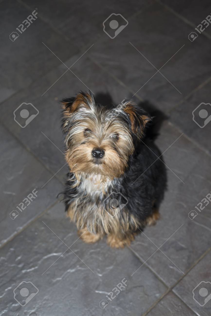 Young Grey Mini Yorkie Terrier Sitting On A Slate Floor Stock Photo
