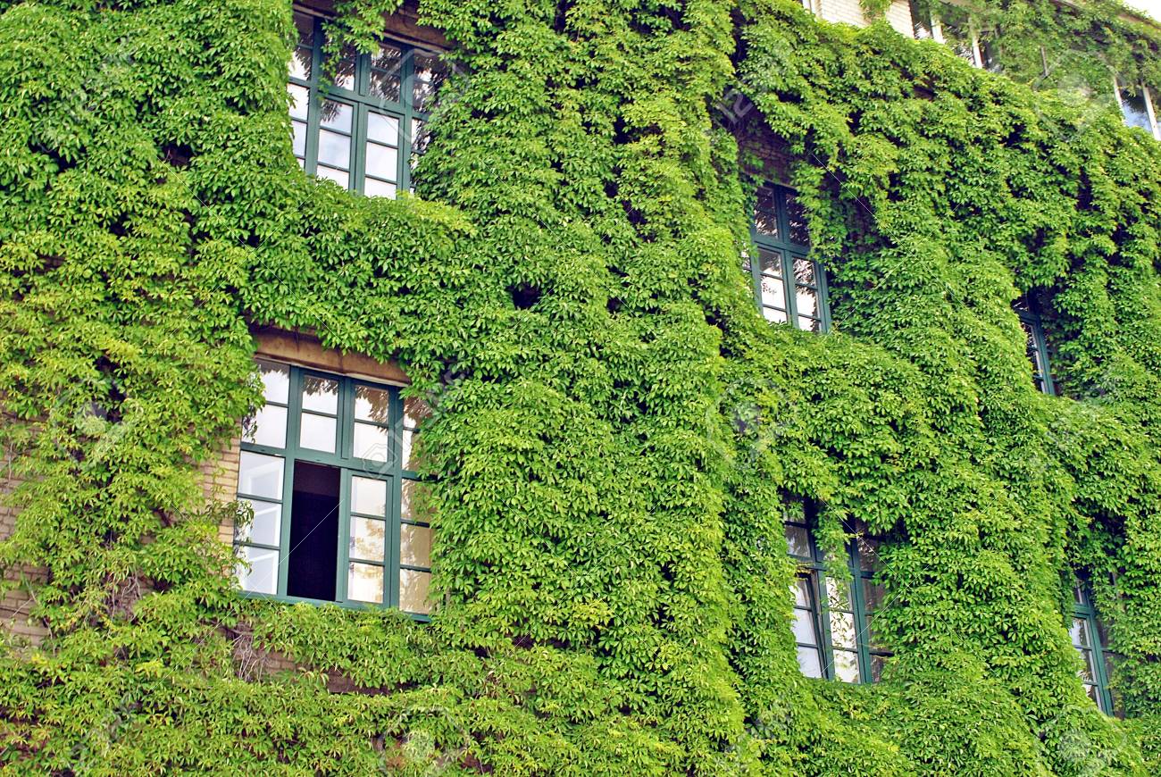 Growing Plants on Building Walls