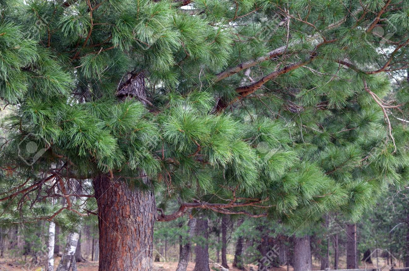 シベリア杉の木 ブリヤート共和国 ロシア の写真素材 画像素材 Image