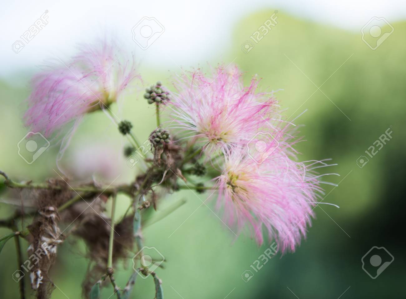 Alicja シルク ピンクの花 薬用植物は 珍しい花のため注目を集めています の写真素材 画像素材 Image