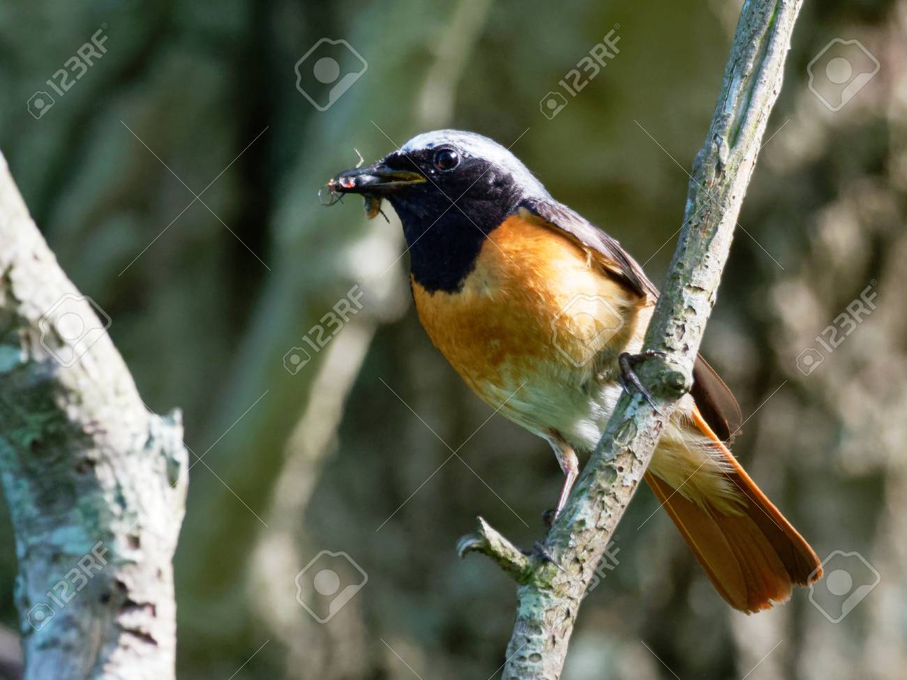 etiam-dictum-ipsum-a-felis