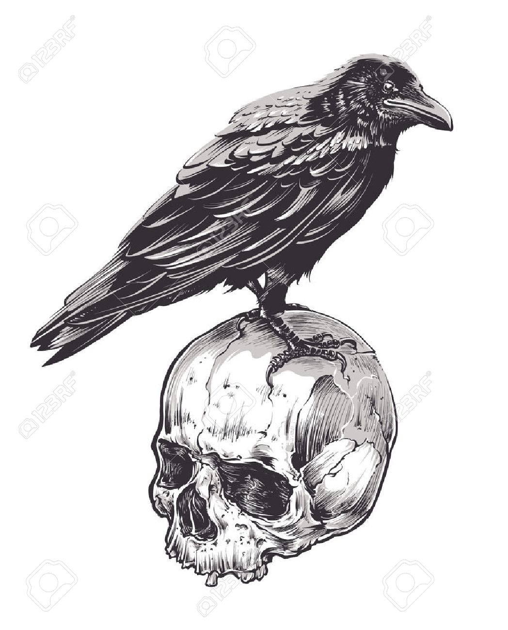 Crow on skull isolated on white. Hand drawn vector art. Sketch vector illustration. - 58619930 Crow on skull isolated on white. Hand drawn vector art. Sketch vector illustration. - 58619930