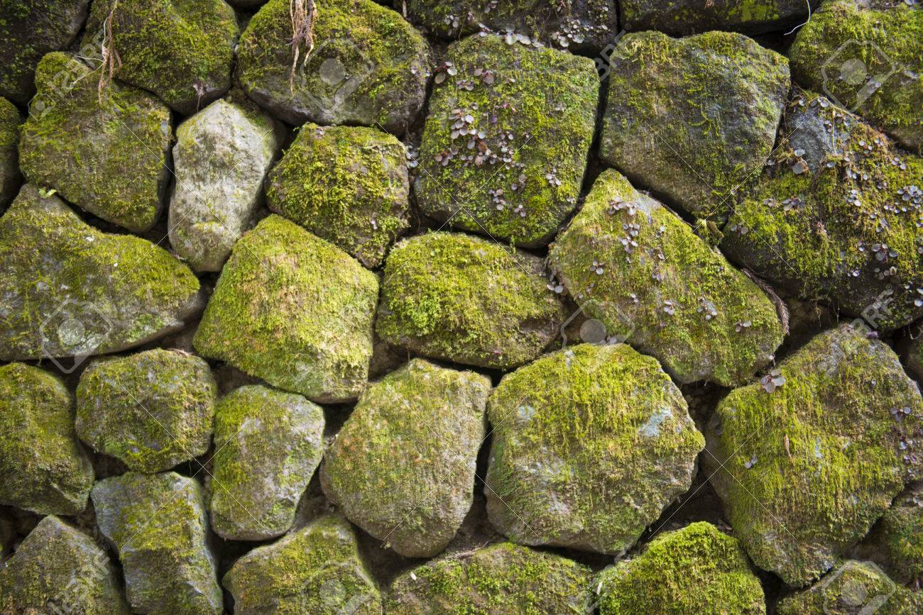 いやすいと 苔石 Gaw9b M はありませ