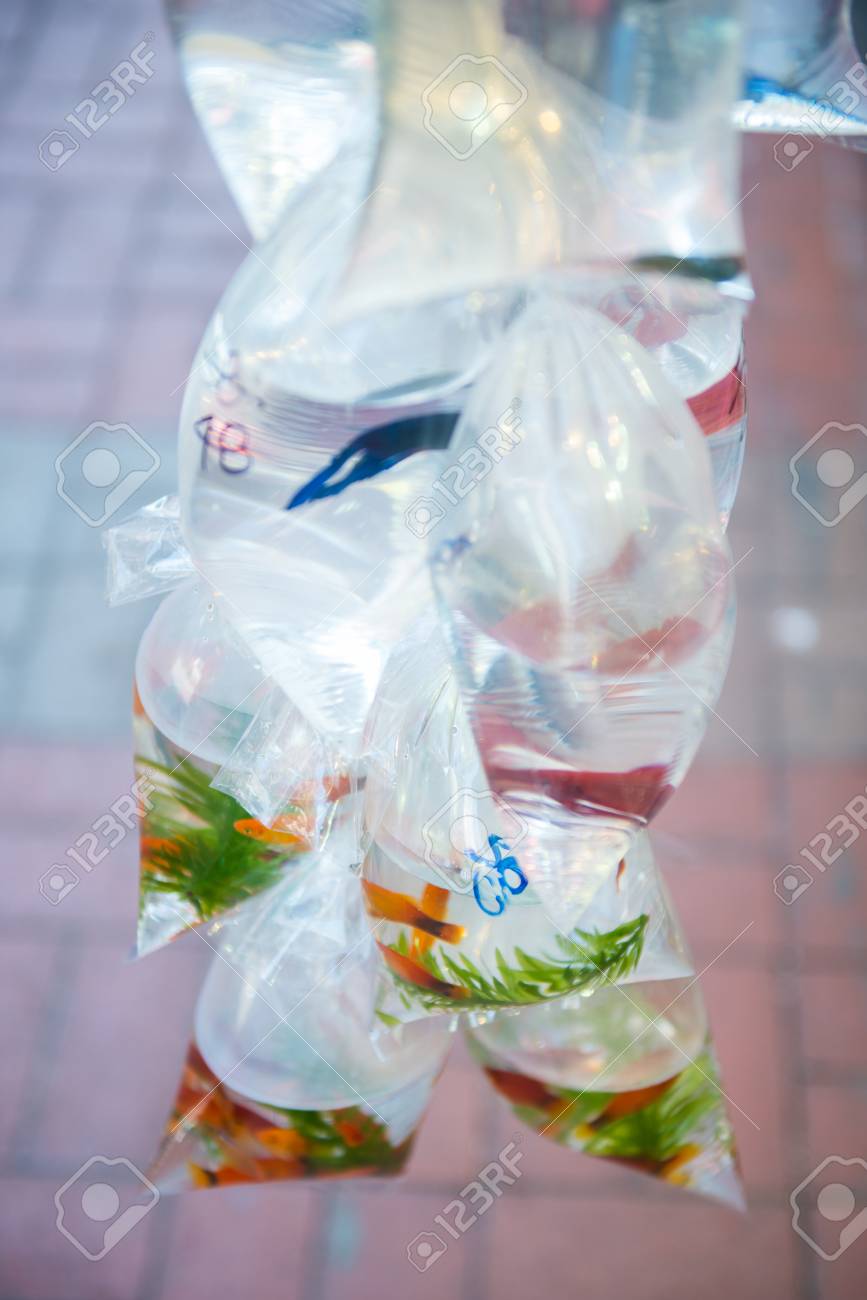 香港旺コック地区の金魚通りで販売するビニール袋に入った金魚 の写真素材 画像素材 Image 9726