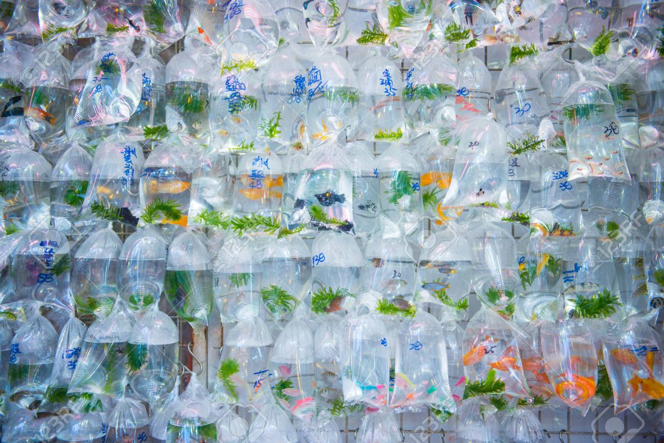 香港旺コック地区の金魚通りで販売するビニール袋に入った金魚 の写真素材 画像素材 Image