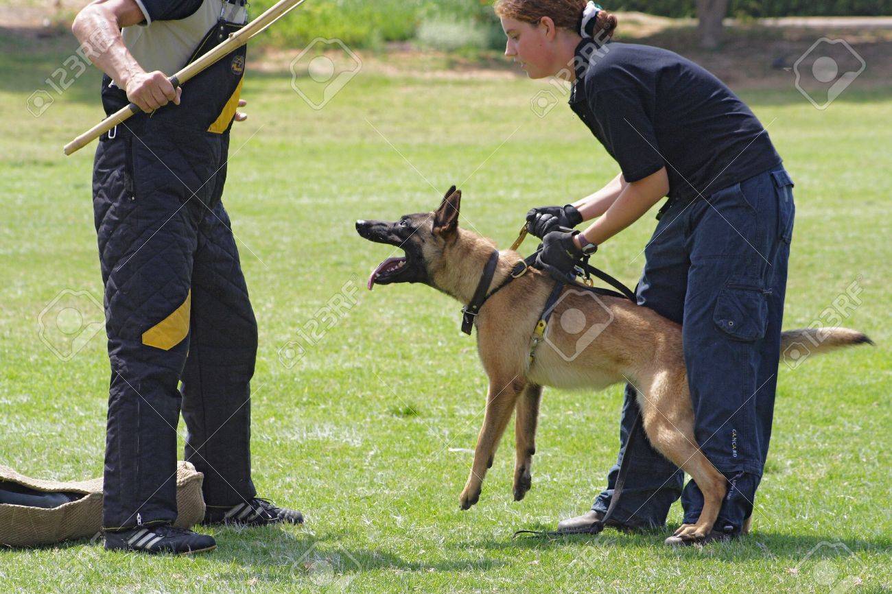 belgian malinois training near me