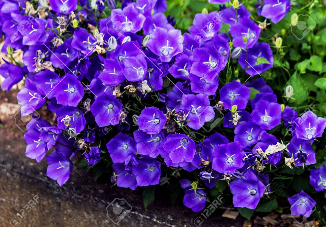 庭に紫のカンパニュラ ベルフラワー の写真素材 画像素材 Image
