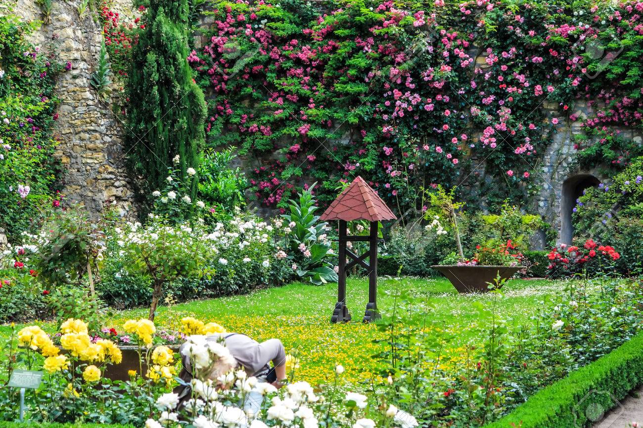 エルトフィレ城のバラ園アム ライン ラインガウ ドイツで最大の町です それはあるドイツ木組みの家街道 Fachwerkstrasse の写真素材 画像素材 Image