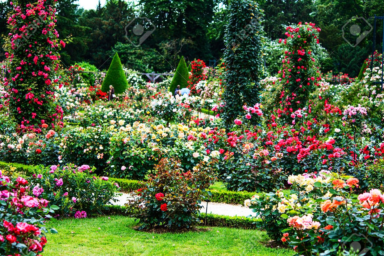 Paris- French Landscape Classic Rose Garden In The Bois De Boulogne In The  Roseraie De Bagatelle Stock Photo, Picture and Royalty Free Image. Image  54872484., image size:1300x866