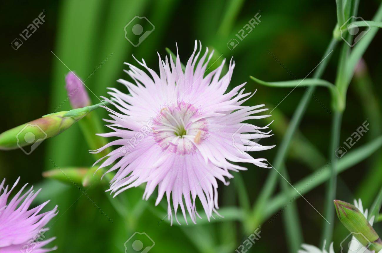種のほとんどとカーネーションの品種は切り花用に栽培されるが 装飾的な庭の植物 の写真素材 画像素材 Image 種のほとんどとカーネーションの品種は切り花用に栽培されるが 装飾的な庭の植物 の写真素材 画像素材 Image