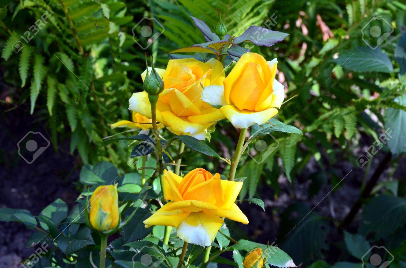 Fleurs Sur Un Lit De Roses Thé Dans Le Jardin