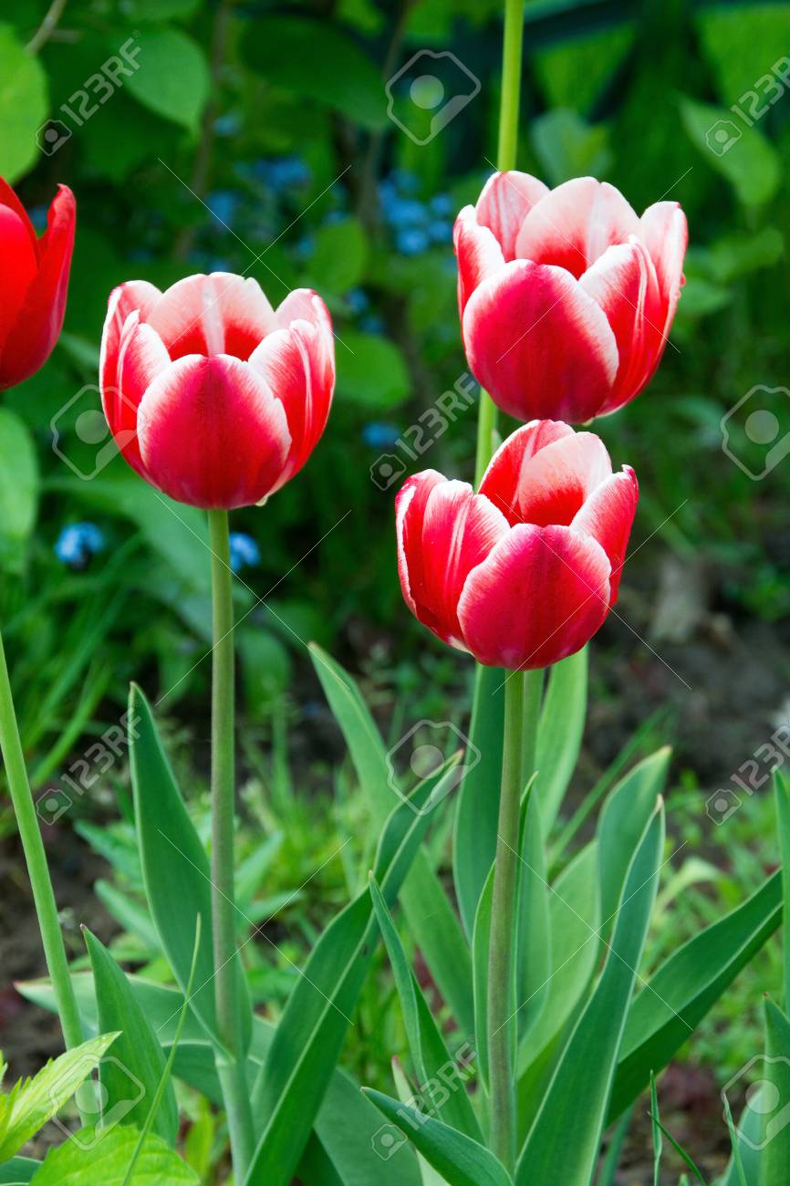 Resultado de imagen para tulipanes