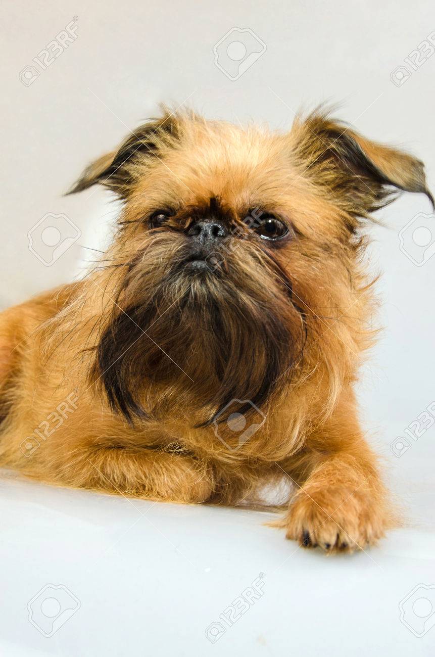 犬 ブリュッセル グリフォン 白地 スタジオ撮影 の写真素材 画像素材 Image 犬 ブリュッセル グリフォン 白地 スタジオ撮影 の写真素材 画像素材 Image