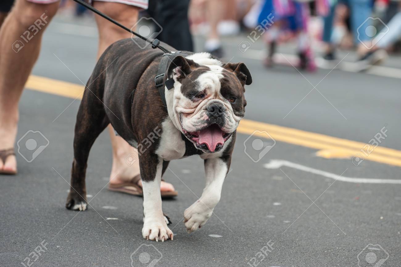 bulldog pulling