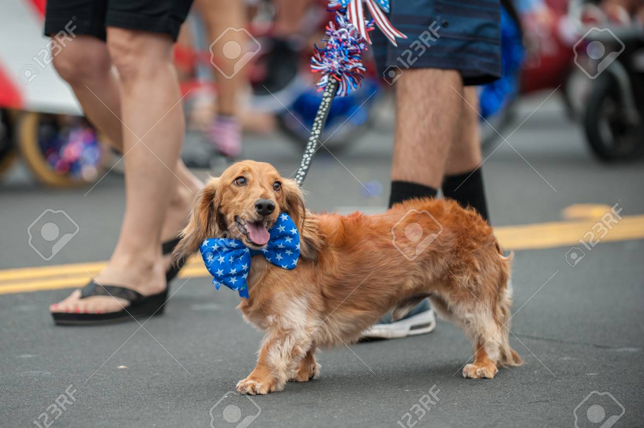 愛国のダックスフント犬の首星とストライプ蝶ネクタイで通りをパレードの上を歩きます の写真素材 画像素材 Image