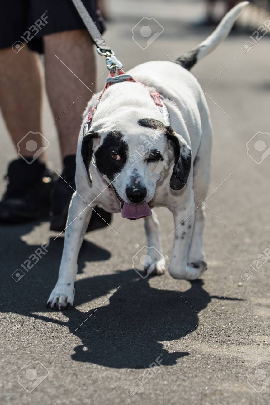 dog pulls hard on leash