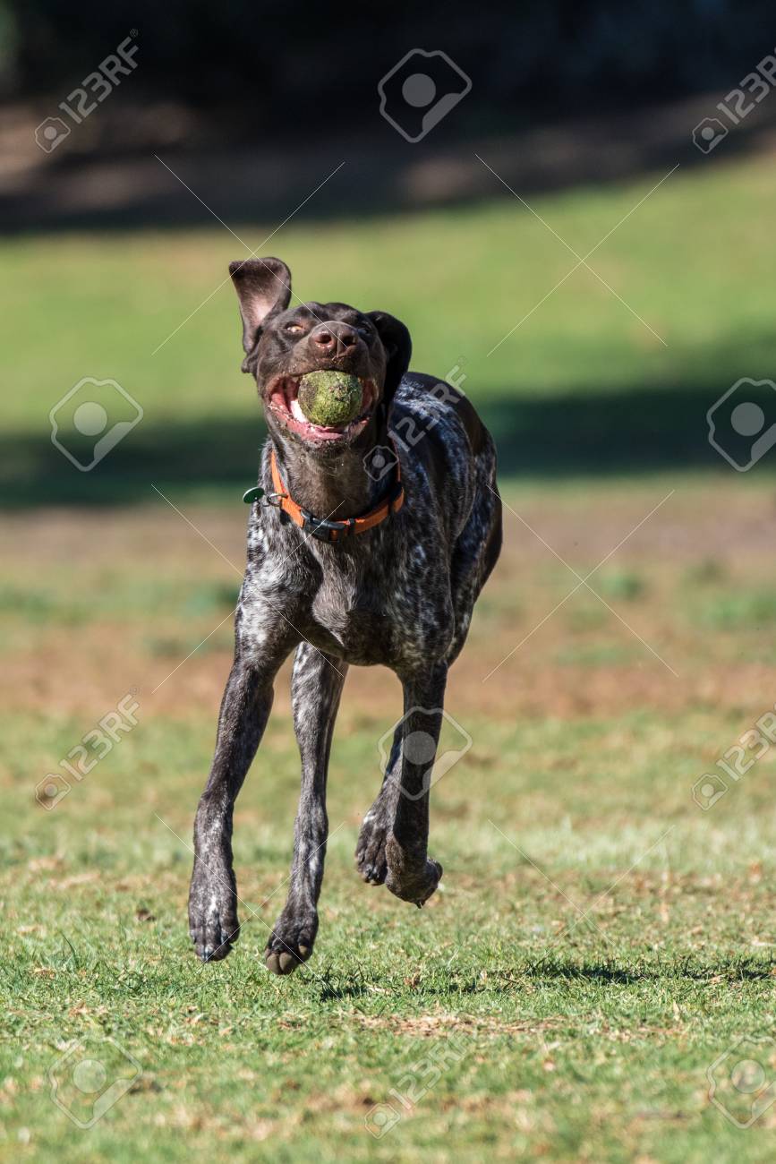 Geman Short Hair Bird Dog Showing Floppy Ears While Running At