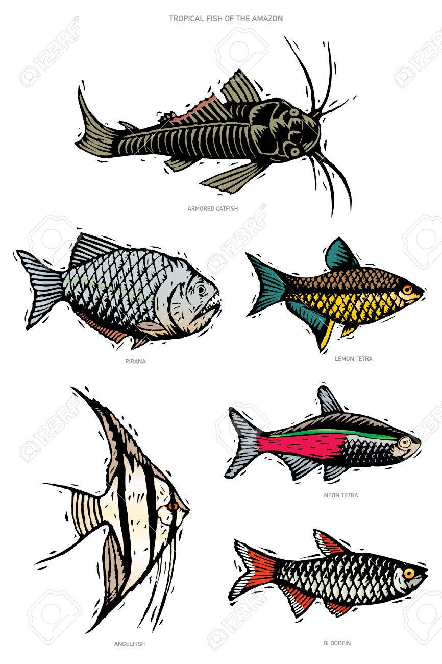 Un Groupe D Illustration Vectorielle De Six Poissons Tropicaux De La Region Amazonienne L Image Est Dans Un Style Coupe Sur Bois Linoleum Poisson Chat Blinde Piranha Tetra Citron Poisson Ange Tetra Neon Bloodfin Clip