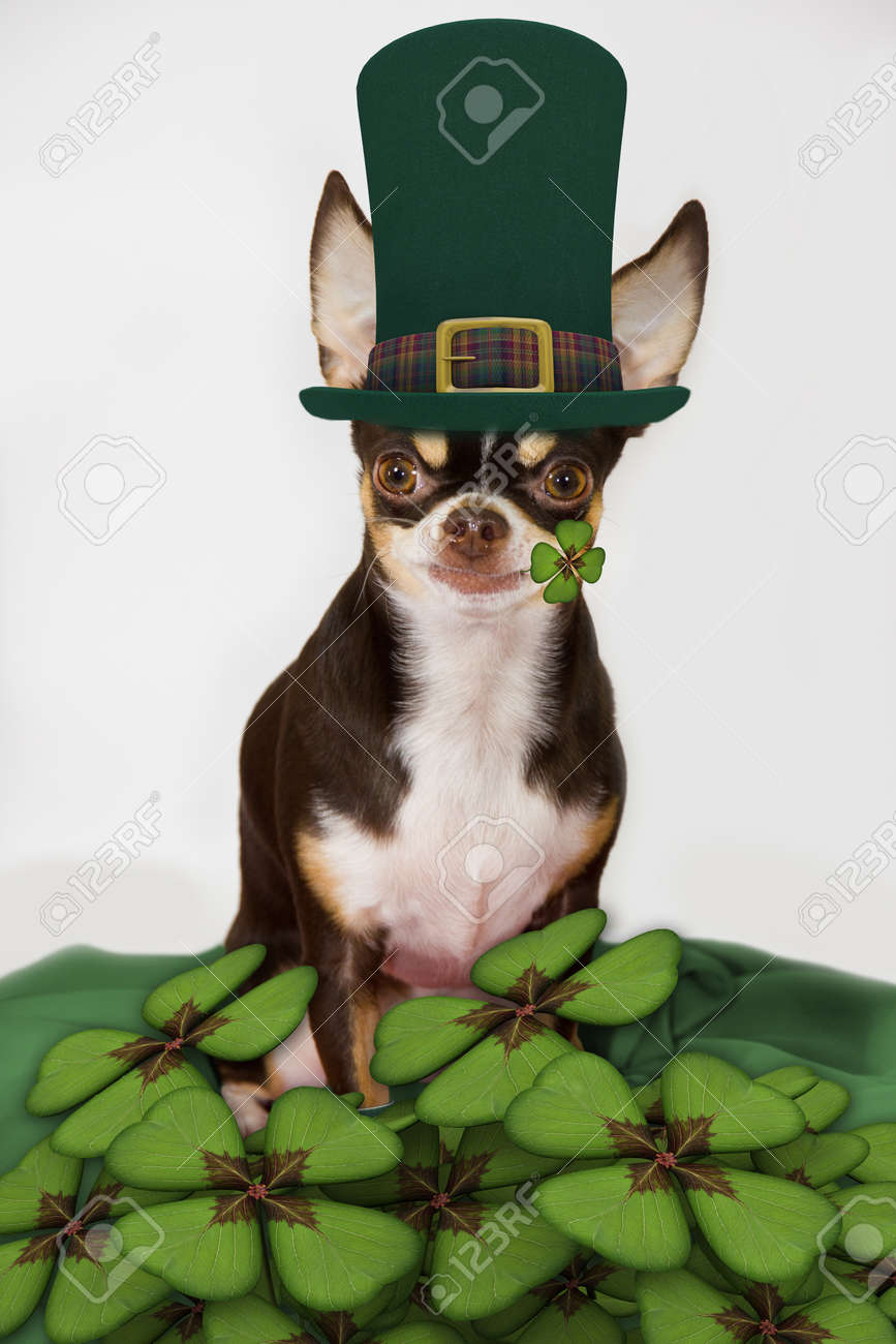 all white golden retriever