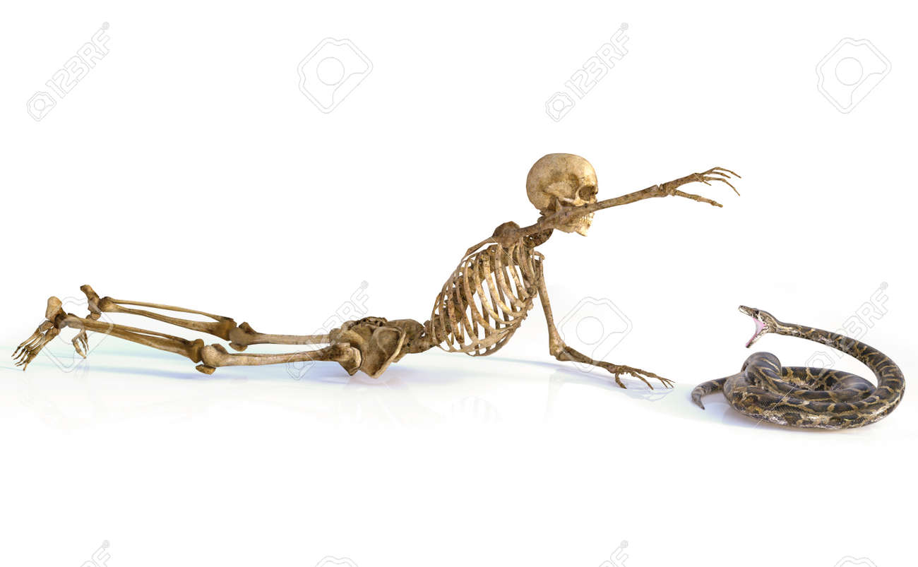 頭蓋骨と蛇 の写真素材 画像素材 Image