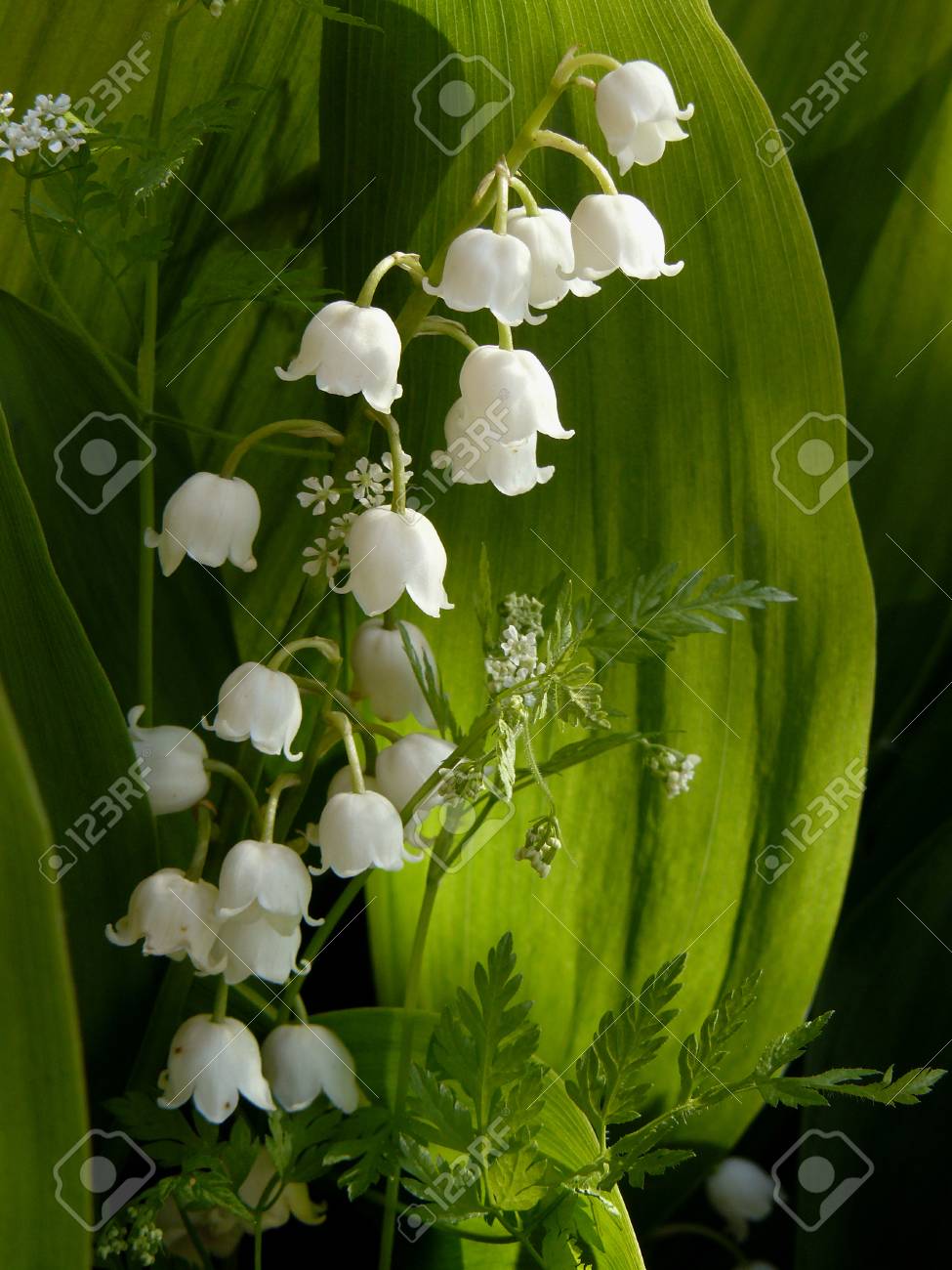 スズランの葉の間で の写真素材 画像素材 Image スズランの葉の間で の写真素材 画像素材 Image