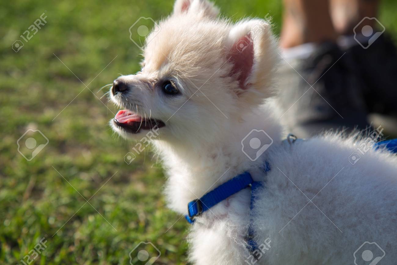 HONEST QUESTION WHERE DID MY DOG GET HIS TONGUE FROM 😱, image size:1300x866
