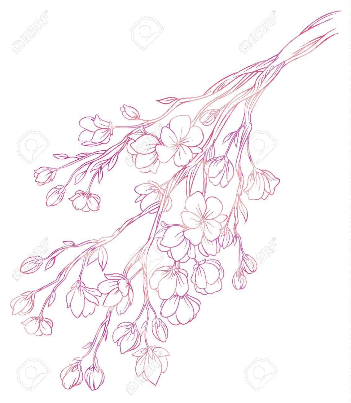 Dessin De Main De Vecteur Branche De Fleurs De Cerisier Sakura Avec Délicates Fleurs Roses Sur Fond Blanc