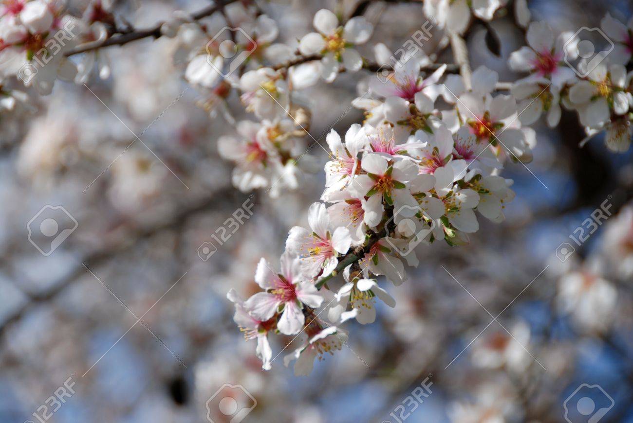 猪子白い花の花冬の終わりに ようこそ春 の写真素材 画像素材 Image