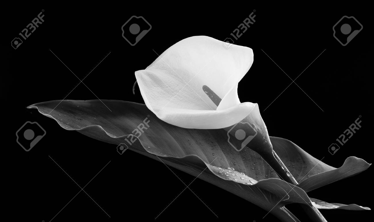 オランダカイウユリの花 イースター花 モノクロに変換され 黒い背景に分離されました の写真素材 画像素材 Image