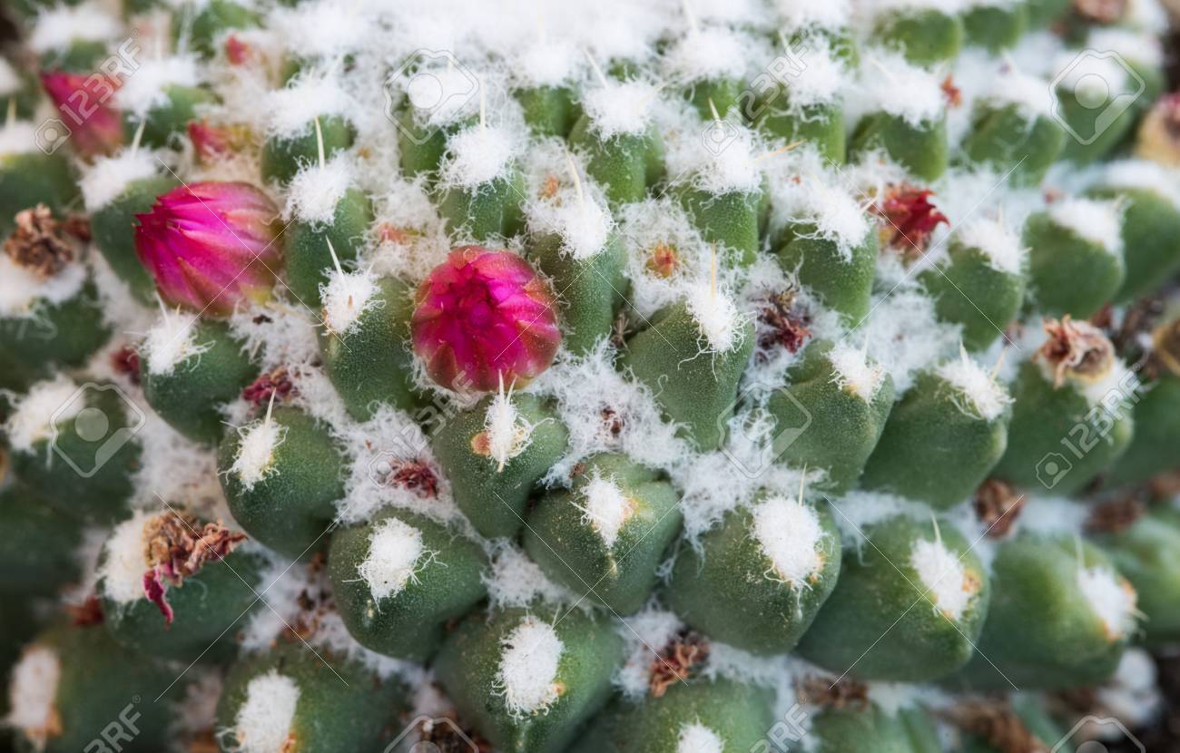Détails Abstraits Dune Plante à Cactus Mammillaria Geminispina Avec Une Seule Fleur Rose Pâle Prête à Fleurir