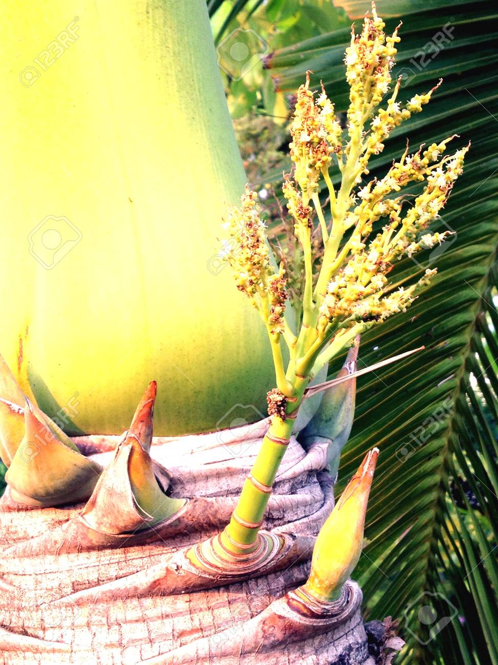 etiam-dictum-ipsum-a-felis