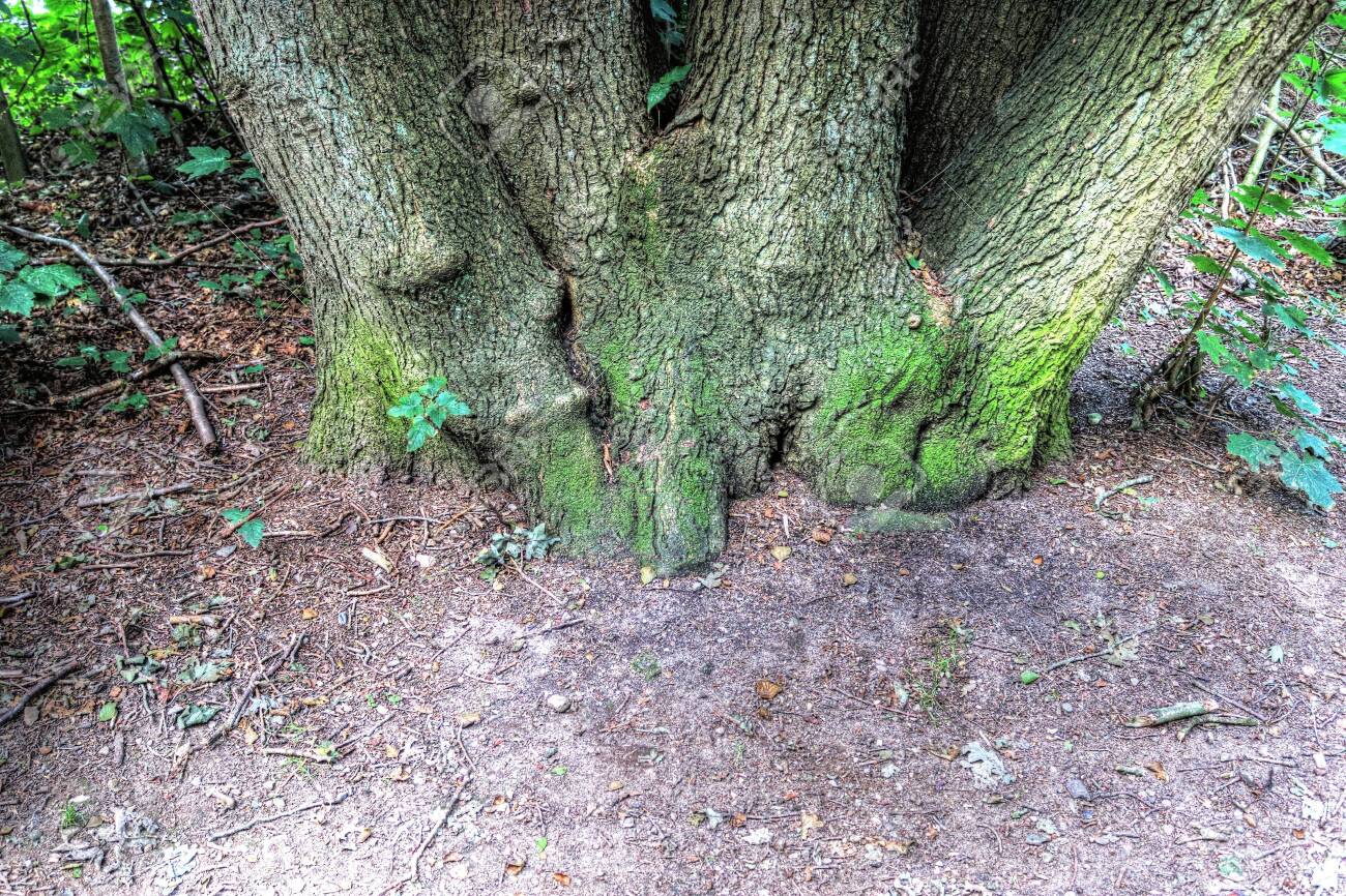 An old tree trunk in a forest landscape environment - 150161310 An old tree trunk in a forest landscape environment - 150161310