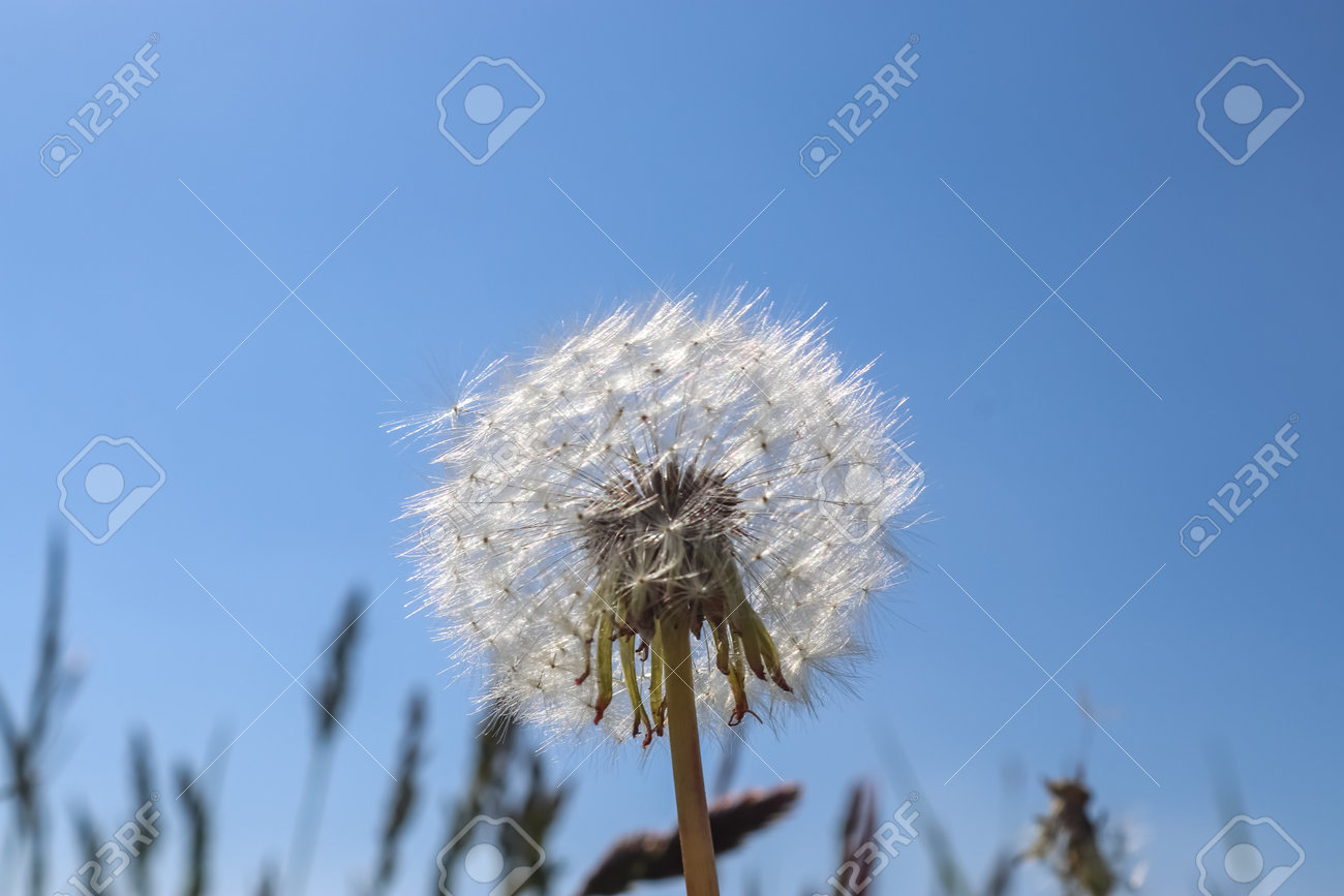 Close up view at a blowball flower against a clear blue sky - 169911297 Close up view at a blowball flower against a clear blue sky - 169911297