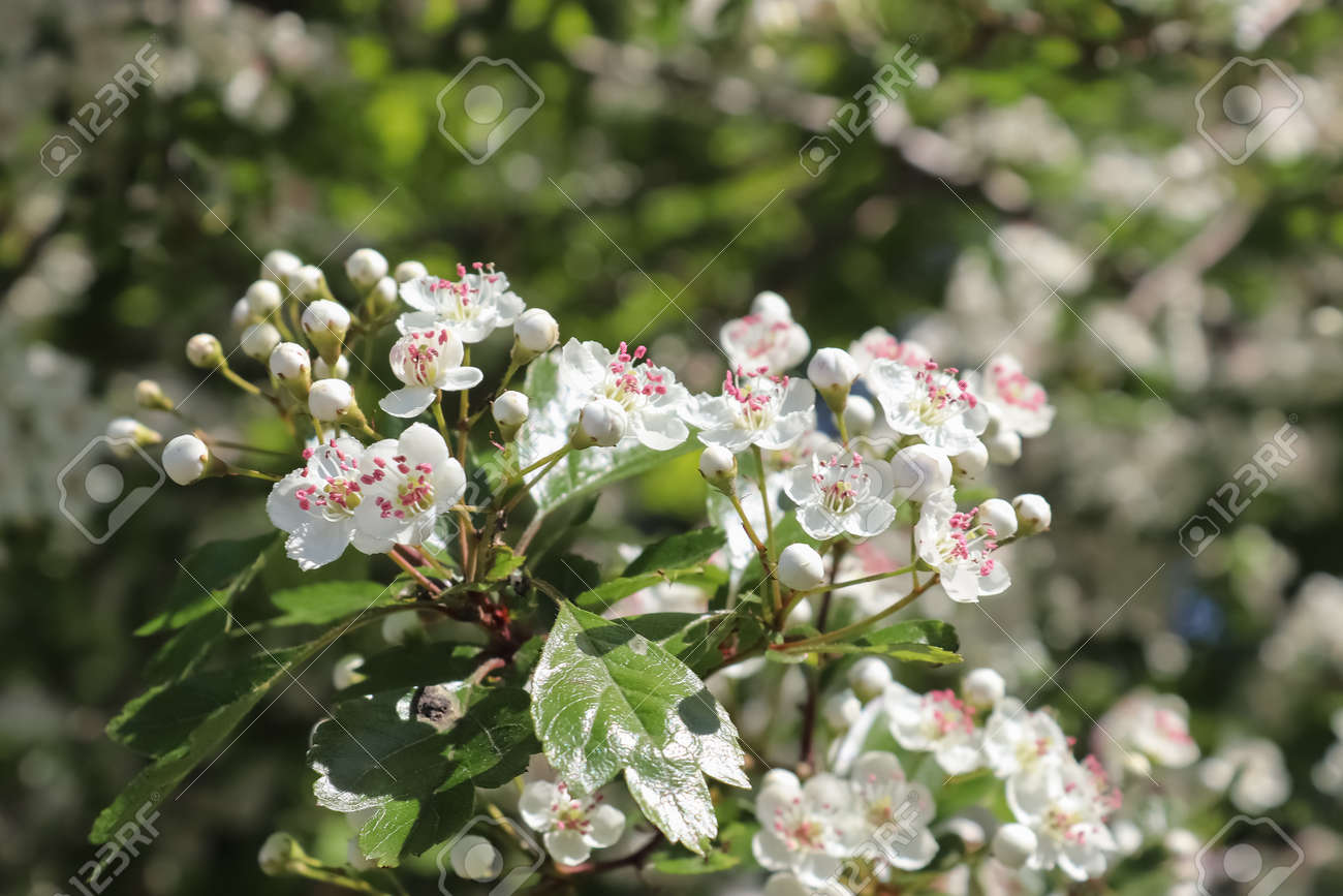 Beautiful cherry and plum trees in blossom during springtime with colorful flowers. - 169911838 Beautiful cherry and plum trees in blossom during springtime with colorful flowers. - 169911838