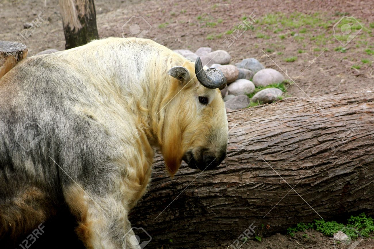通称 四川ターキン Budorcas Taxicolor Tibetana リンカーン公園動物園でシカゴ イリノイ州 アメリカ合衆国 大きいカモシカ の写真素材 画像素材 Image
