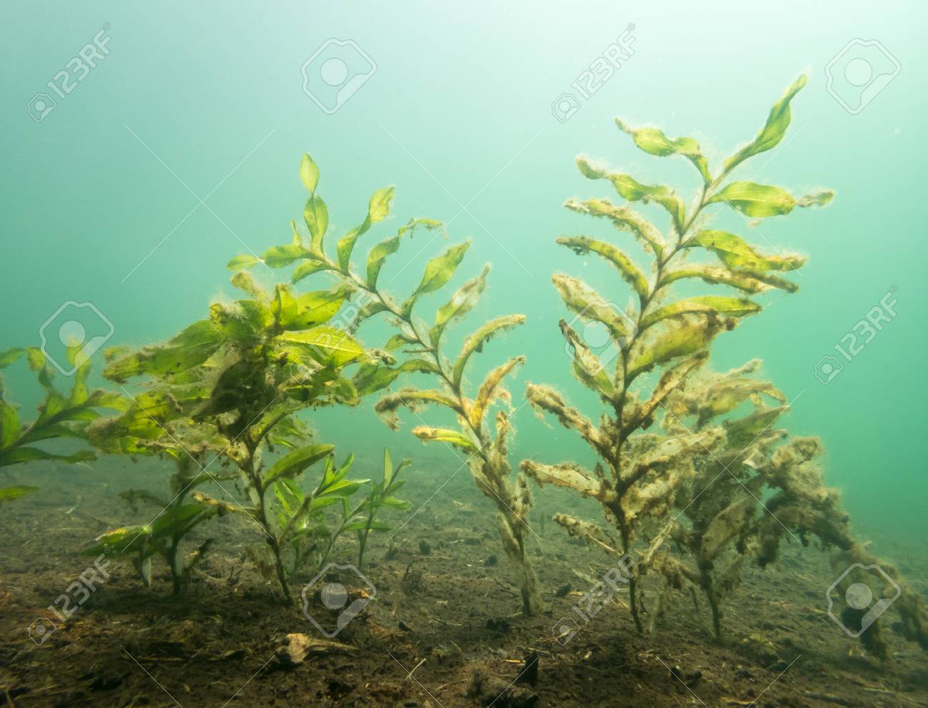 Long-stalked Pondweed In Clear-watered Lake Stock Photo, Picture and  Royalty Free Image. Image 92847167., image size:1300x992